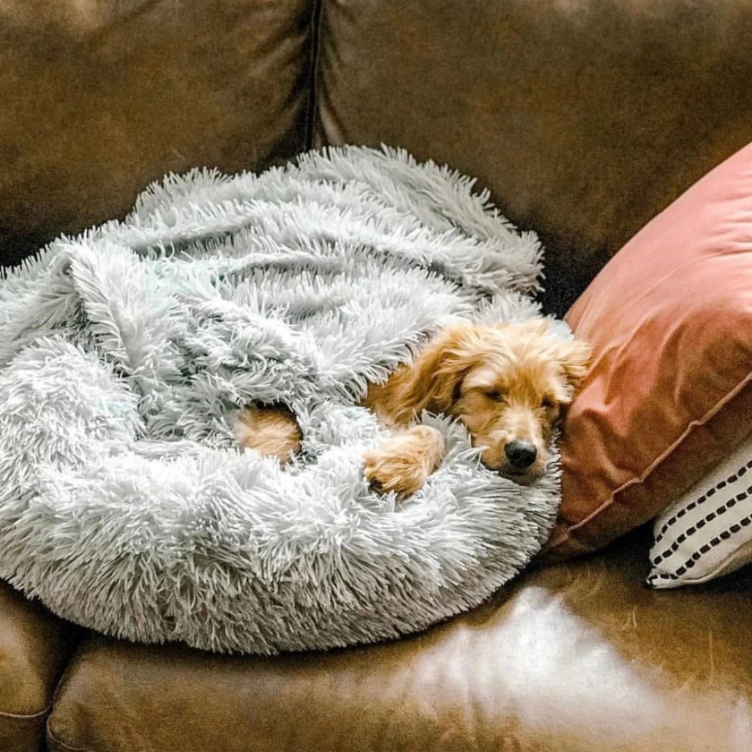 Koira nukkuu pilvilinna koiran peitto päällänsä
